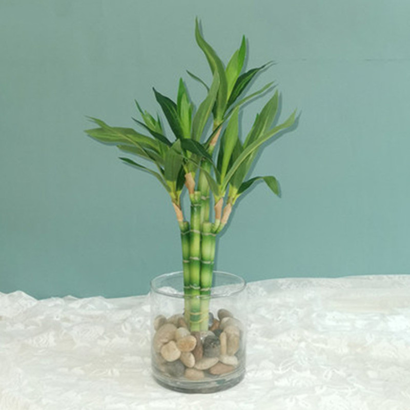 Tanaman Bambu Keberuntungan Bu - Desk Setup Plant ulasan dan harga