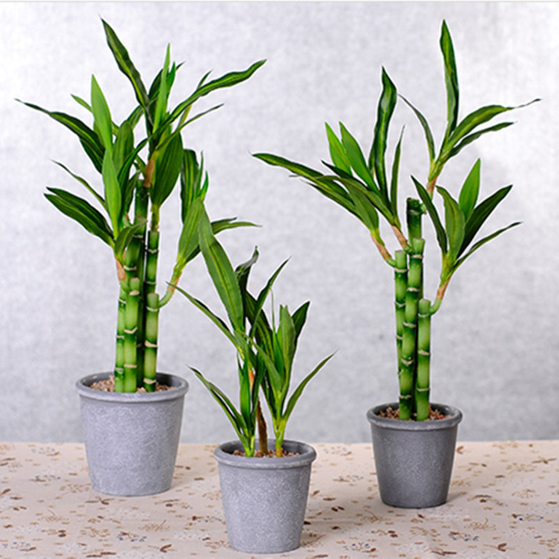 Tanaman Bambu Keberuntungan Bu - Desk Setup Plant ulasan dan harga