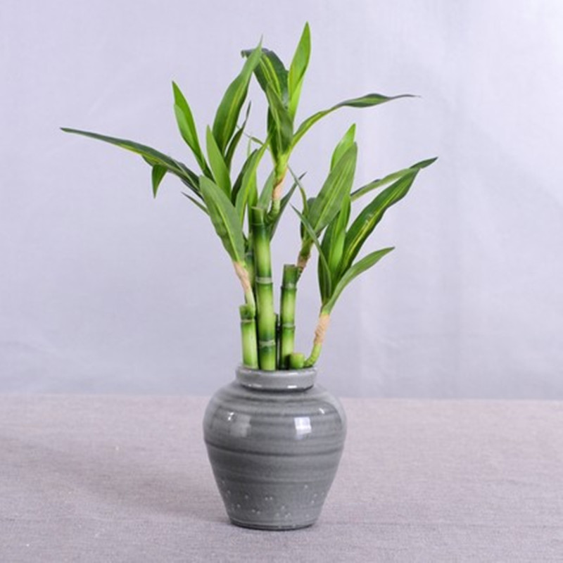 Tanaman Bambu Keberuntungan Bu - Desk Setup Plant ulasan dan harga