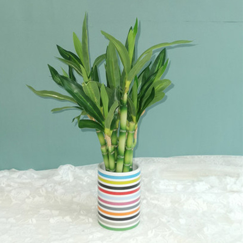 Tanaman Bambu Keberuntungan Bu - Desk Setup Plant ulasan dan harga