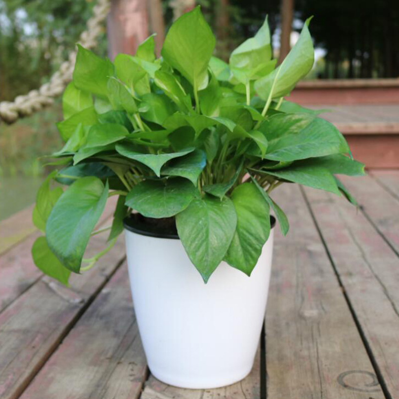 Pot Bunga Otomatis Lazy Flower - Desk Setup Plant ulasan dan harga